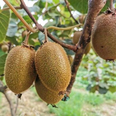 陕西武功翠香、瑞玉、金福猕猴桃