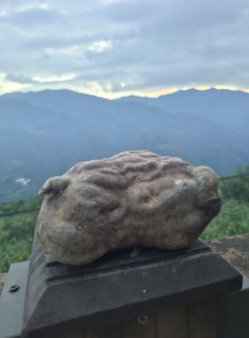 云南现挖新鲜何首乌深山新鲜何首乌黑发煲汤泡茶滋补中药材整个