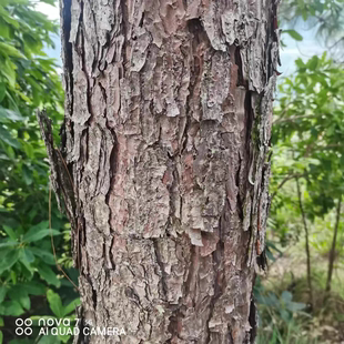 云南松马尾松新鲜树皮松树白皮松树二层白皮松皮白皮松树白皮现采