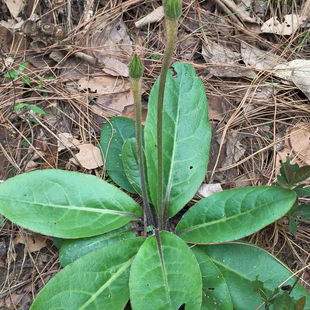 云南原生态新鲜毛大丁草 兔耳风 一支箭 白头翁 扑地香煲汤下奶