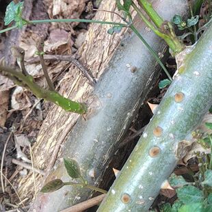 新鲜刺桐树中药材云南刺桐木大叶桐木落地生根四季常青绿色药