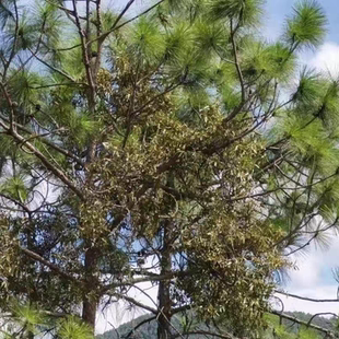 老松树寄生草寄生茶云南松马尾松原生态寄生草批发纯天然
