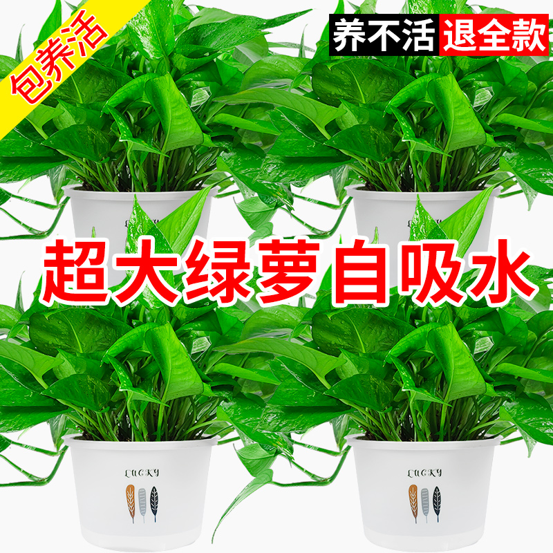 绿萝盆栽室内植物花卉绿植水培长藤垂吊大叶绿箩新房家用吸除甲醛