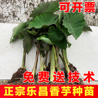 新鲜乐昌炮弹香芋槟榔芋现挖现发