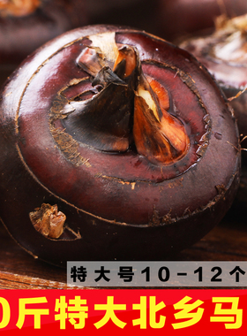 特大即食乐昌北乡马蹄 农家绿色蔬菜荸荠 水果地栗乌芋 韶关特产