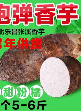 正宗韶关乐昌张溪香芋 农家新鲜绿色蔬菜炮弹芋头槟榔芋 5-6斤1个
