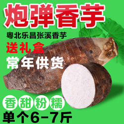 正宗韶关乐昌张溪香芋 农家新鲜绿色蔬菜炮弹芋头 槟榔芋6-7斤/个