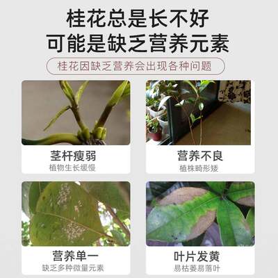 新品桂花树肥料专用肥黄叶干尖枯叶病花肥四季桂盆栽开花肥控释缓