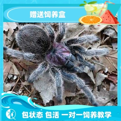 智利红玫瑰新手蜘蛛入门苗子