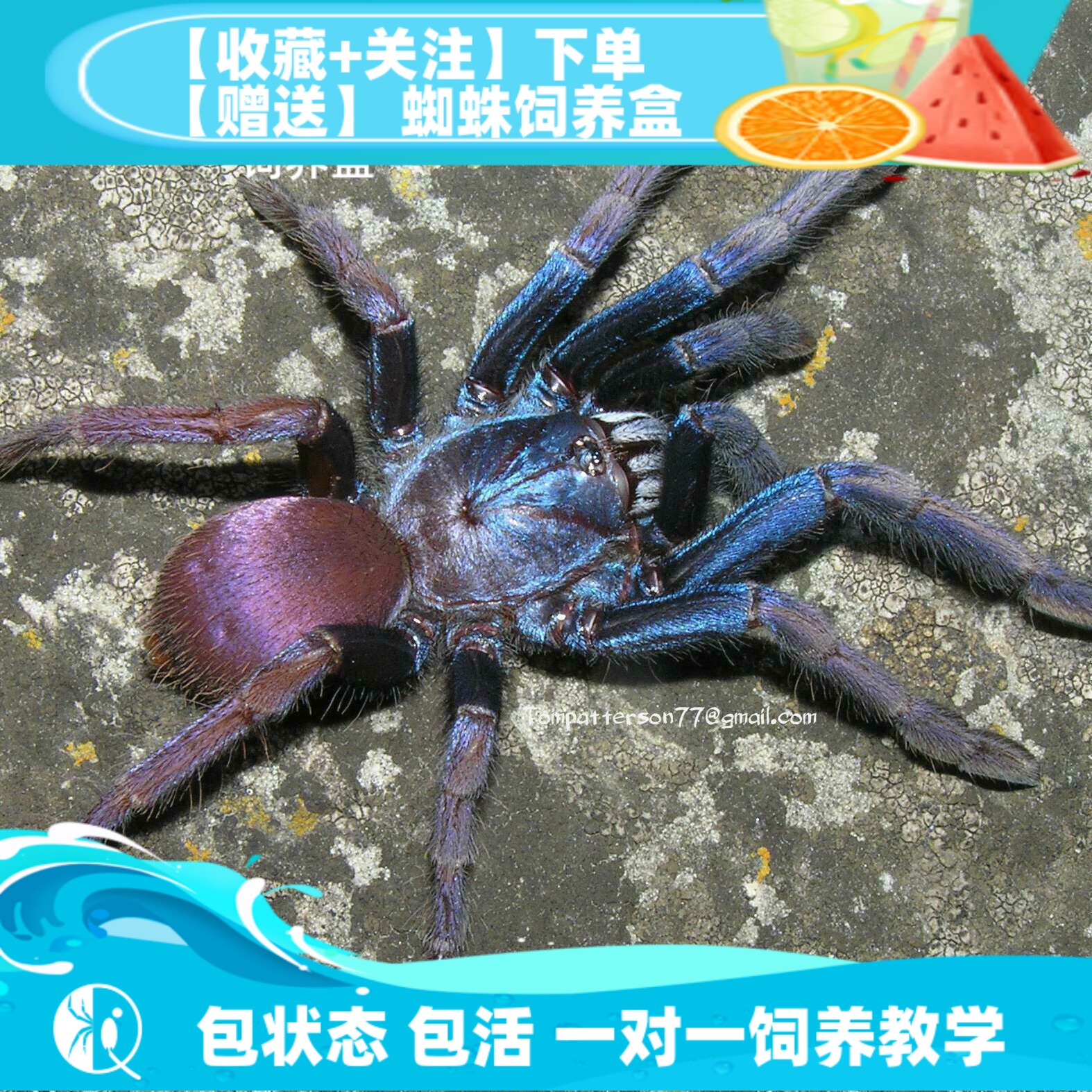【祁one】印度迷幻彩虹蜘蛛 装逼彩高端色彩鲜艳宠物蜘蛛活体苗子