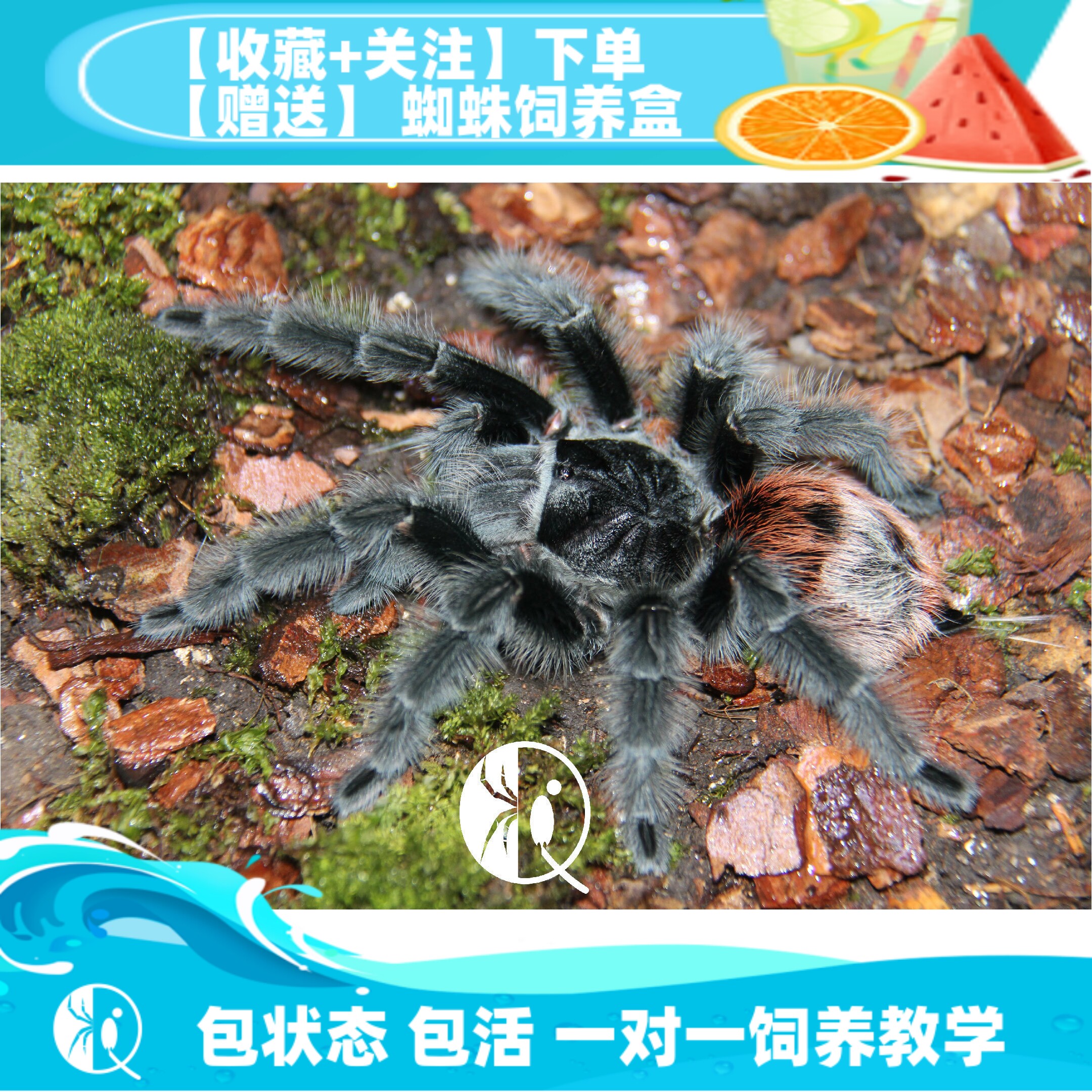 【祁one】巴西巨人红尾 Gi 成体母高端收藏品种宠物蜘蛛活体