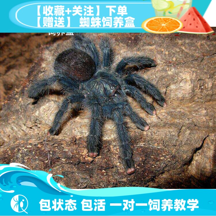【祁one】圭亚那粉趾圭粉蜘蛛苗子可爱温顺新手入门粉趾桌面宠物