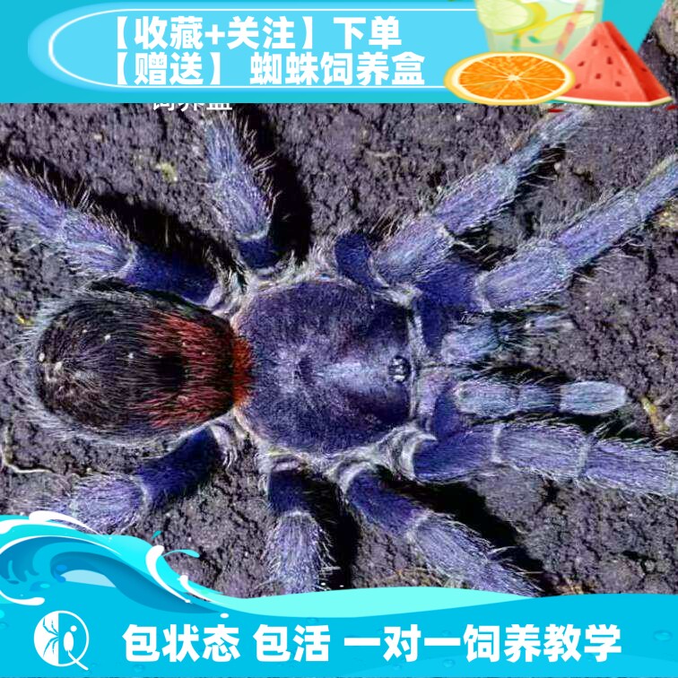 【祁one】达芬奇重彩Antikuna sp herradura 高端稀有捕鸟蛛宠物