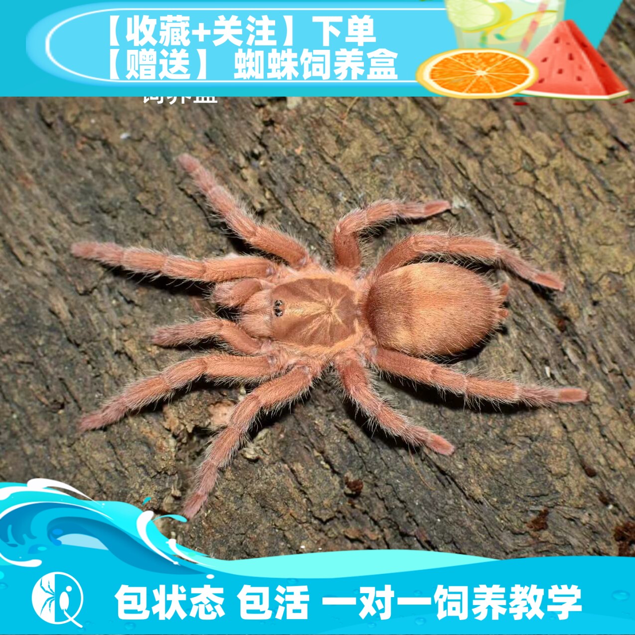 橄榄金金色种小型捕鸟蛛活体宠物