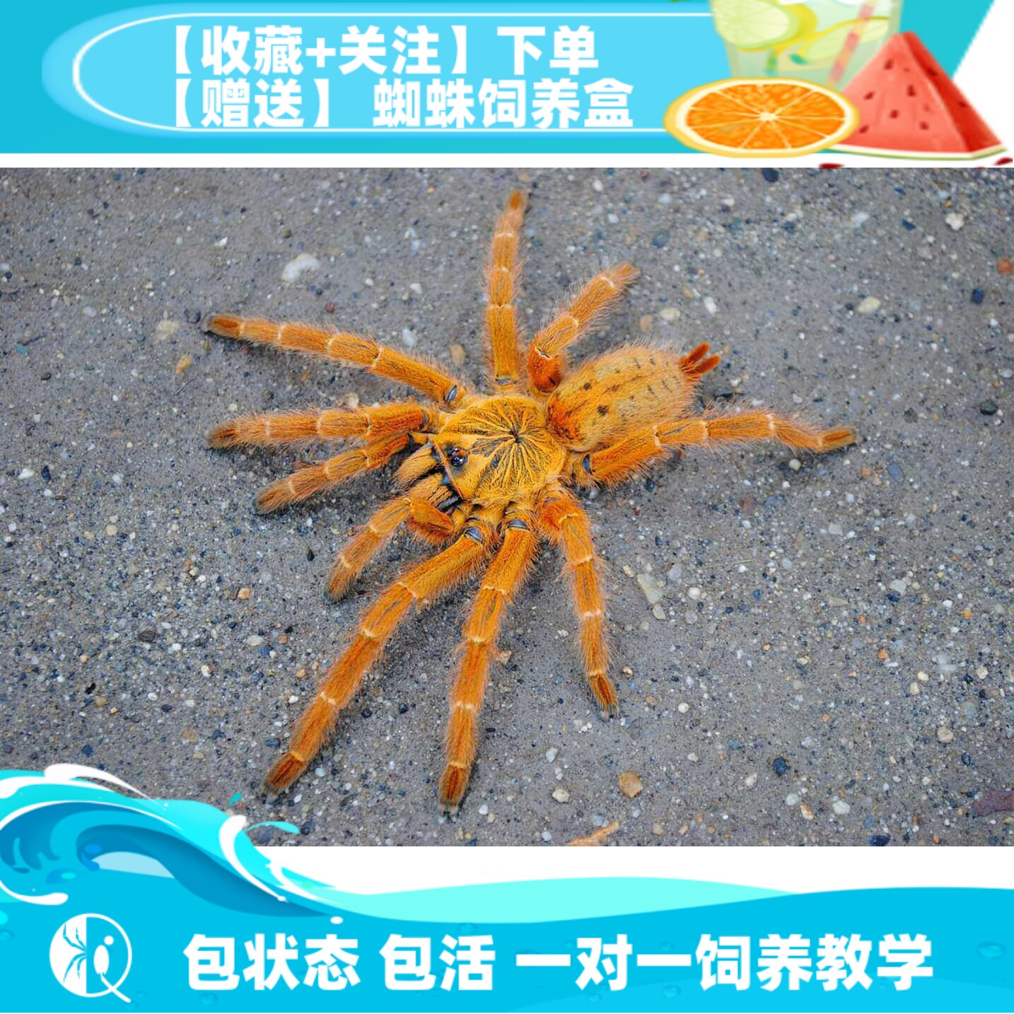 【祁one】非洲烈烈阳巴布C8橙巴布 黄色成体活好养蜘蛛栖盘丝大仙