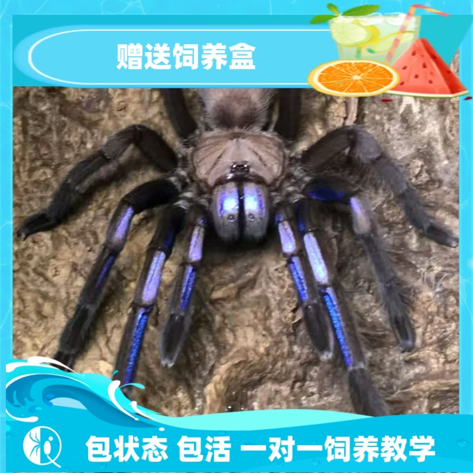 【祁one】泰国电光蓝稀有收藏高端宠物捕鸟蛛蜘蛛活体艳丽