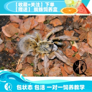 包邮 纳米比亚黄金巴布公母 漂亮土豪金新手入门宠物蜘蛛 祁one