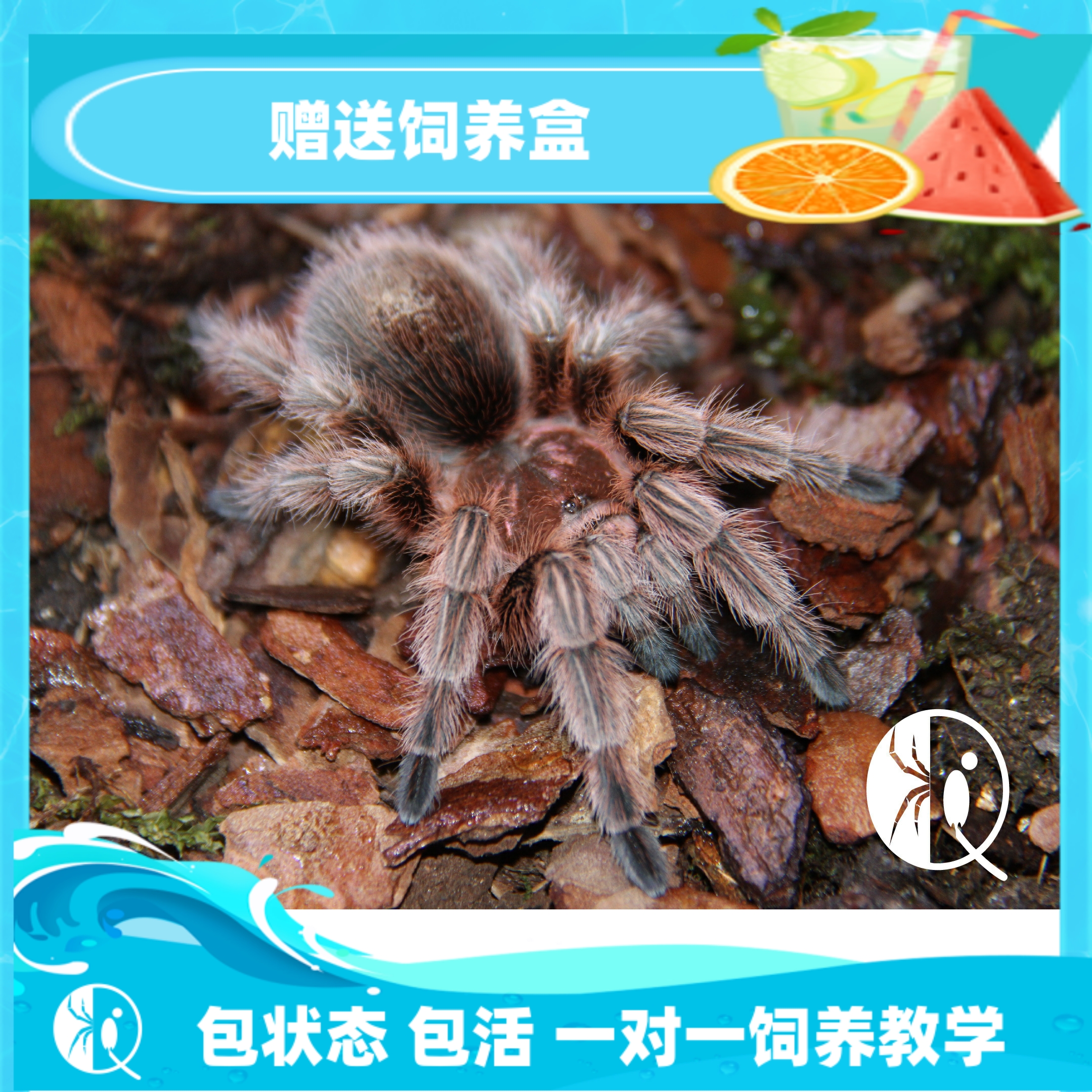 火玫瑰温顺漂亮蜘蛛捕鸟蛛热门