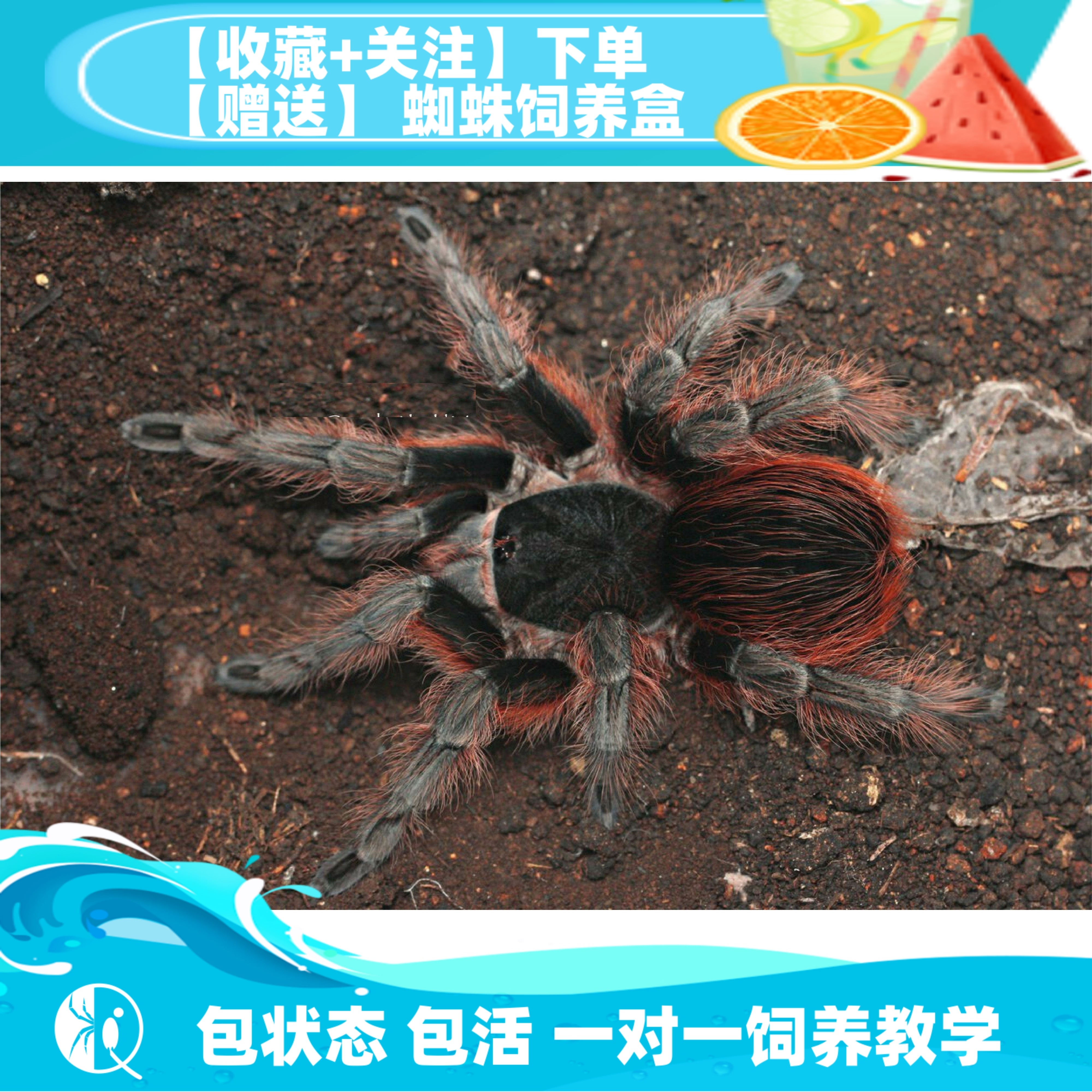 玻利维亚红尾苗子宠物活体捕鸟蛛