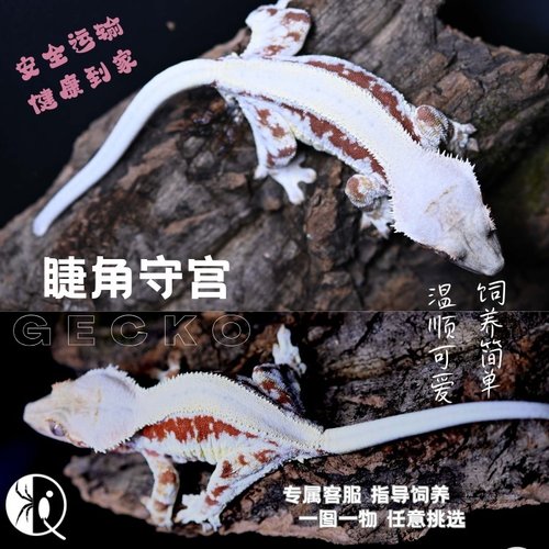【祁one】睫角守宫活体宠物可爱新手入门爬宠爬虫蜥蜴盖勾亚