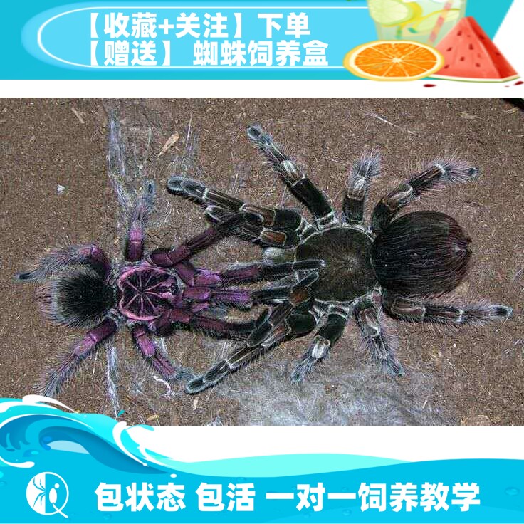 【祁one】巴西粉红食鸟蛛 巴粉大型宠物蜘蛛活体pam属高端品种