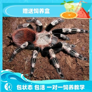 巴西白间红尾苗子宠物捕鸟蛛黑白红三色蜘蛛新手入门 祁one