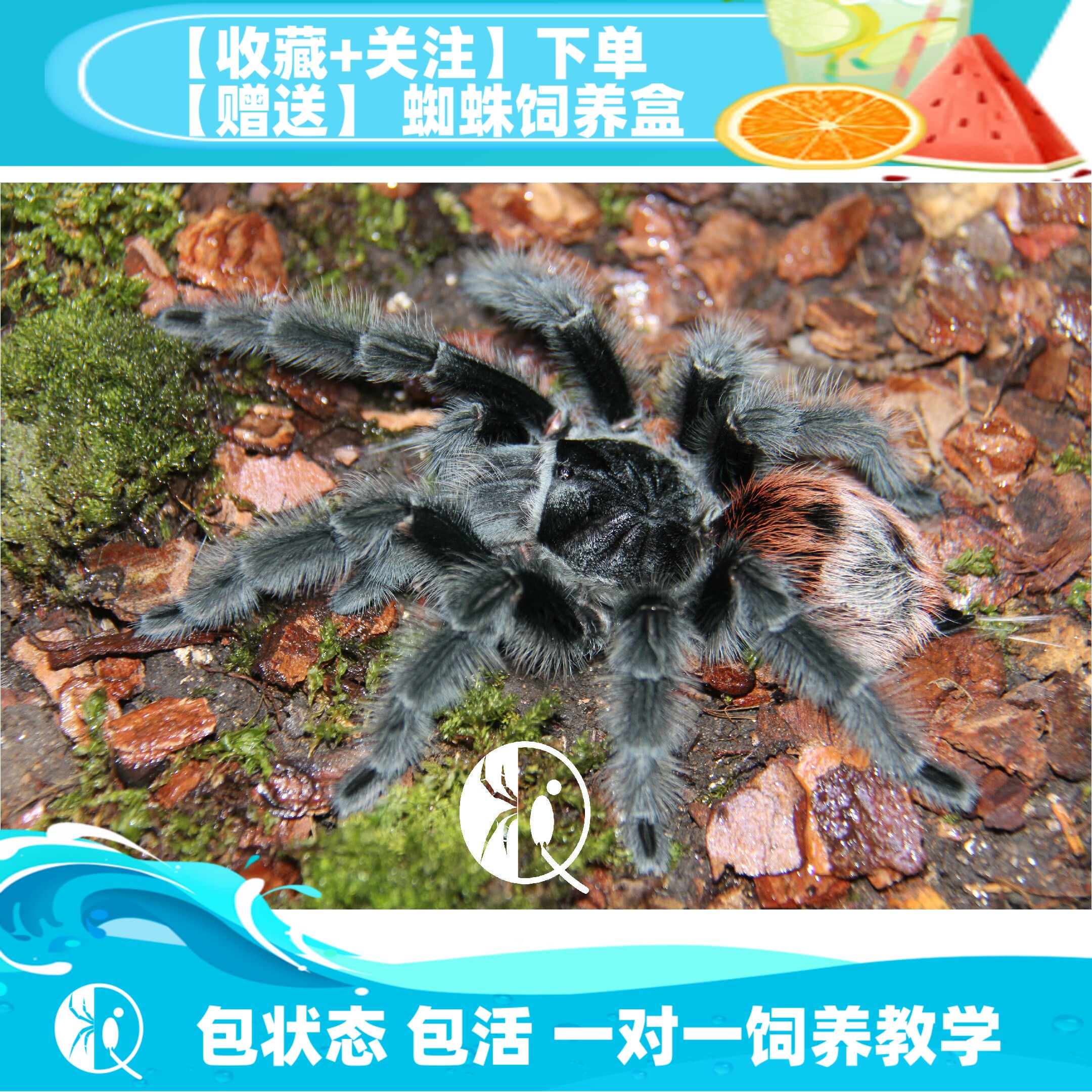 【祁one】巴西巨人红尾 Gi 成体母高端收藏品种宠物蜘蛛活体