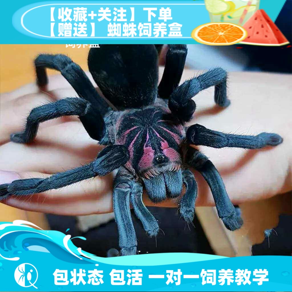 梦幻明镭射明x宠物大型蜘蛛活体