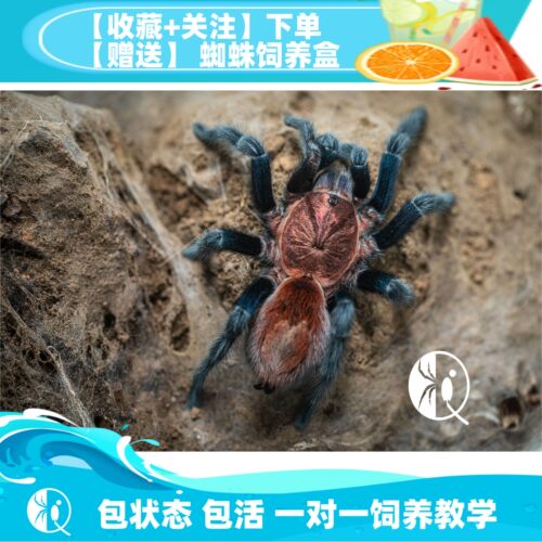 帕帕蓝腿新手好养宠物捕鸟蛛