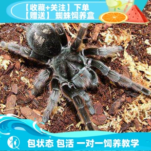 红毛巴西黑丝绒温顺长寿捕鸟蛛宠物蜘蛛爬宠 彭巴斯茶红 祁one
