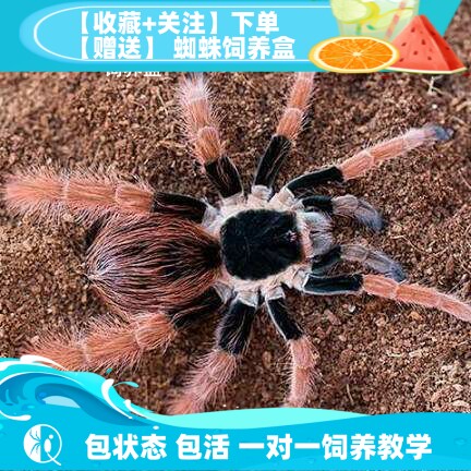 哥伦比亚红脚会走僵尸步捕鸟蛛