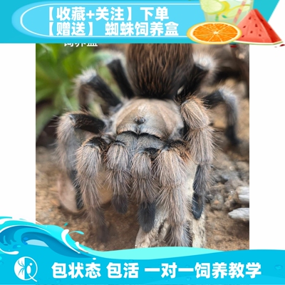 金背aph包邮长寿命温顺宠物蜘蛛