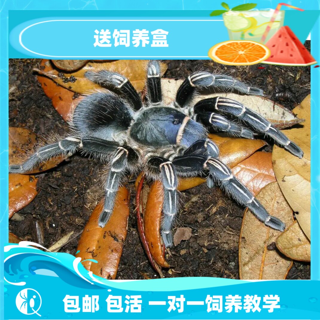 【祁one】哥斯达黎加斑马脚 蓝哥斑苗公母宠物蜘蛛活体捕鸟蛛温顺