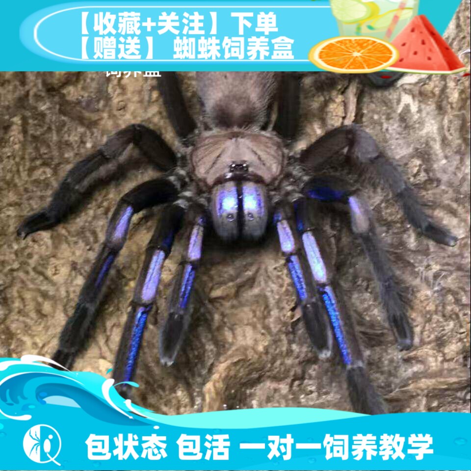 【祁one】泰国电光蓝稀有收藏高端宠物捕鸟蛛蜘蛛活体艳丽