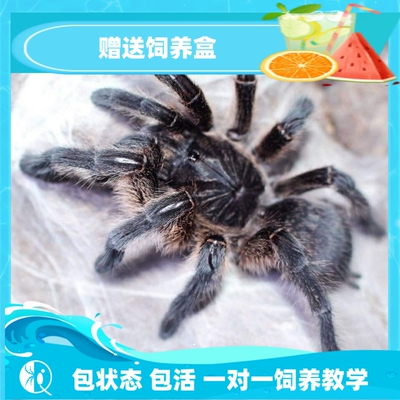 巨人蓝腿Hd巴布宠物蜘蛛捕鸟蛛