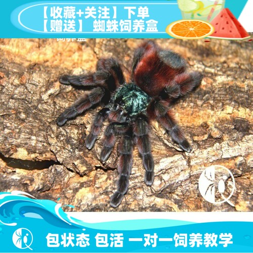 油彩粉红粉趾包邮经典宠物蜘蛛