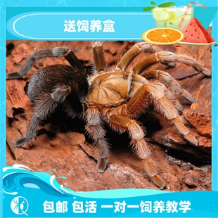 祁one 墨西哥黑钻高端aph属蜘蛛Aphonopelma diamond back