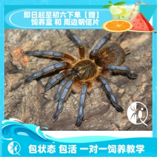 【祁one】南非蓝腿巴布HP苗子漂亮蓝色捕鸟蛛宠物蜘蛛活体包邮