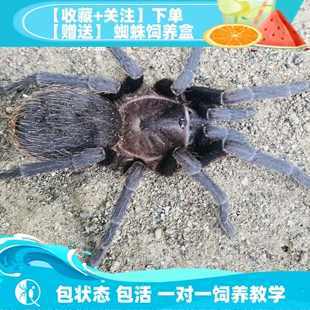 流通版 哥斯达黎加蓝面 Aph属温顺质朴黑三角背宠物蜘蛛 祁one