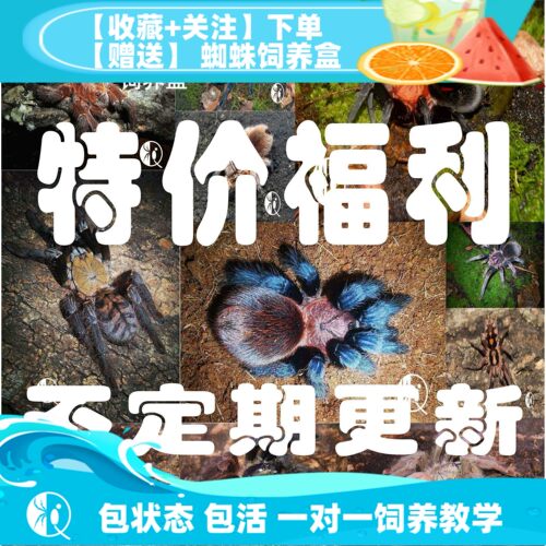 捕鸟蛛特价福利宠物蜘蛛