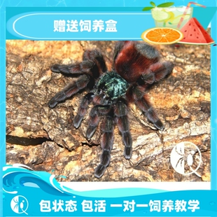 温顺漂亮新手入门宠物蜘蛛活体 祁one 马提尼克油彩粉红趾 包邮