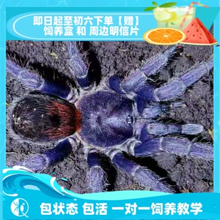 【祁one】达芬奇重彩Antikuna sp herradura 高端稀有捕鸟蛛宠物