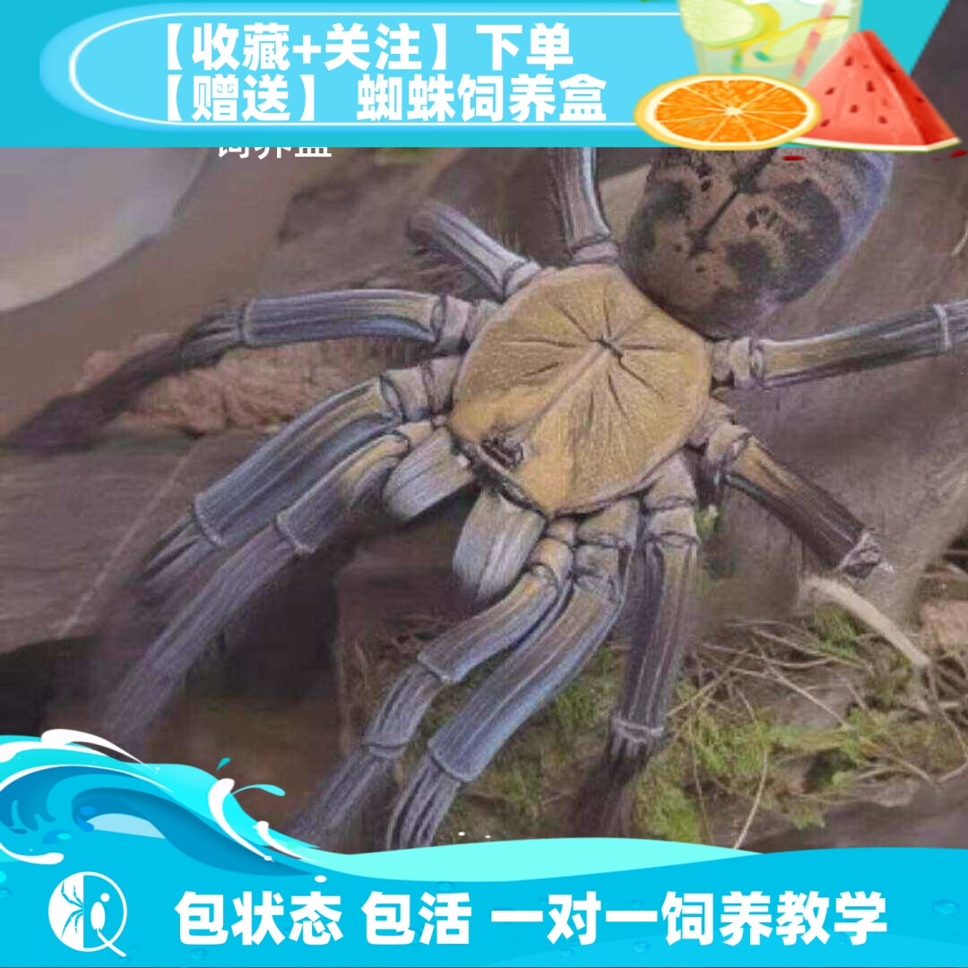 【祁one】阿卡娅地老虎 大型地老虎宠物蜘蛛高端捕鸟蛛活体