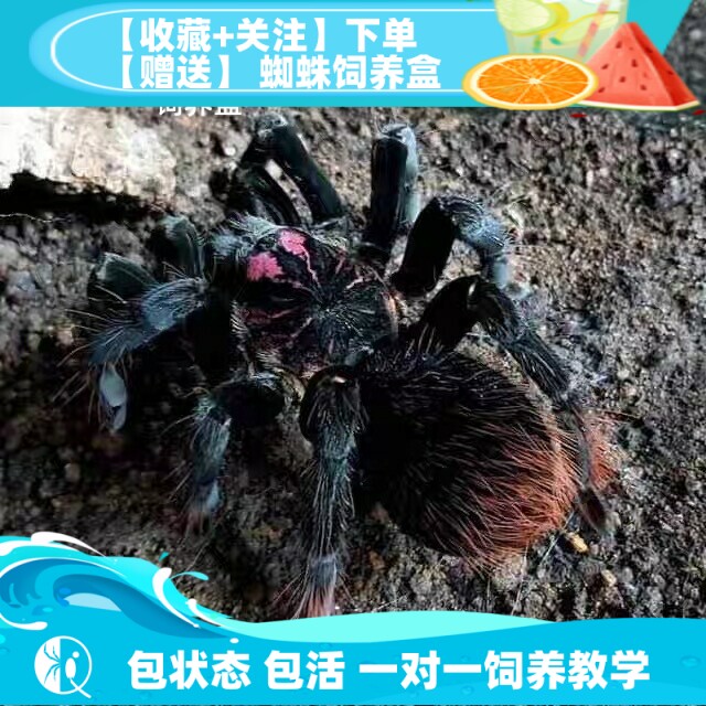 【祁one】哥伦比亚梦幻白镭射 大型南美捕鸟蛛宠物蜘蛛活体高端
