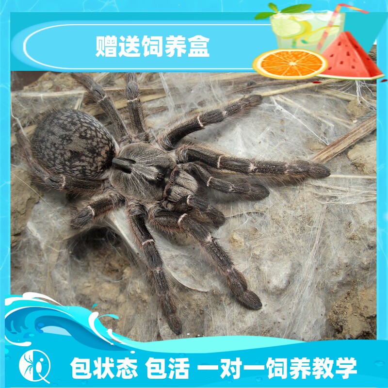 斜角巴布宠物蜘蛛独特新人