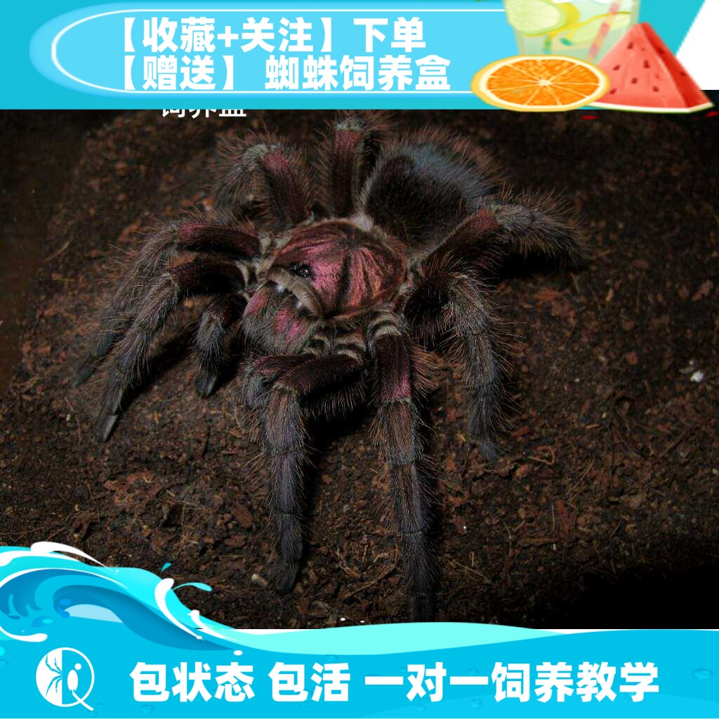 红岛食鸟蛛大型宠物捕鸟蛛