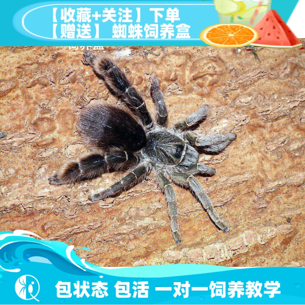坦桑尼亚粗腿稀有收藏捕鸟蛛