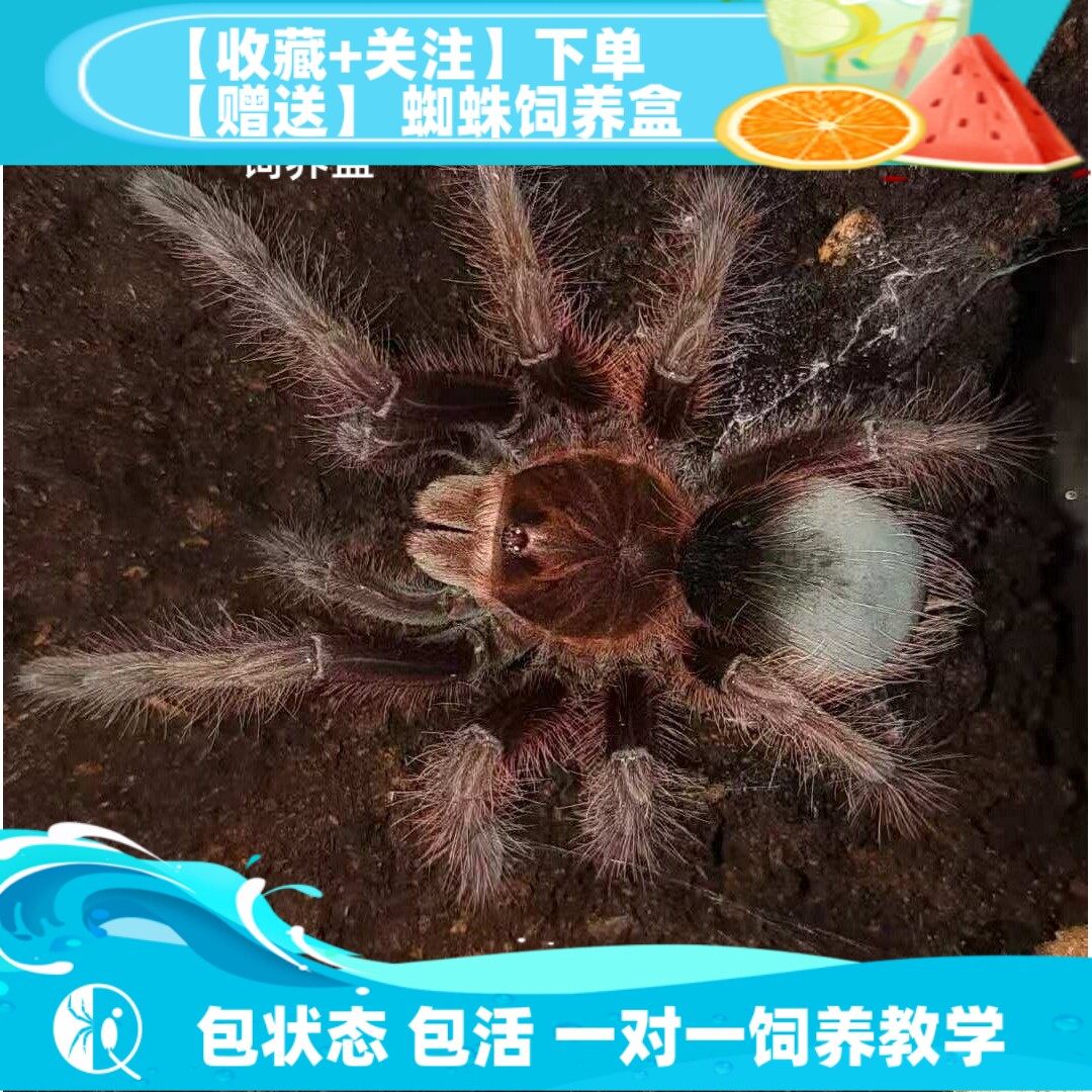 【祁one】(TA)委内瑞拉巨人粉红脚捕鸟蛛宠物蜘蛛巨型高端品种大T