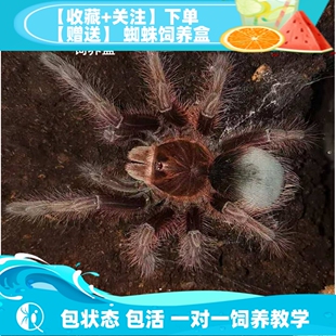 委内瑞拉巨人粉红脚捕鸟蛛宠物蜘蛛巨型高端品种大T 祁one