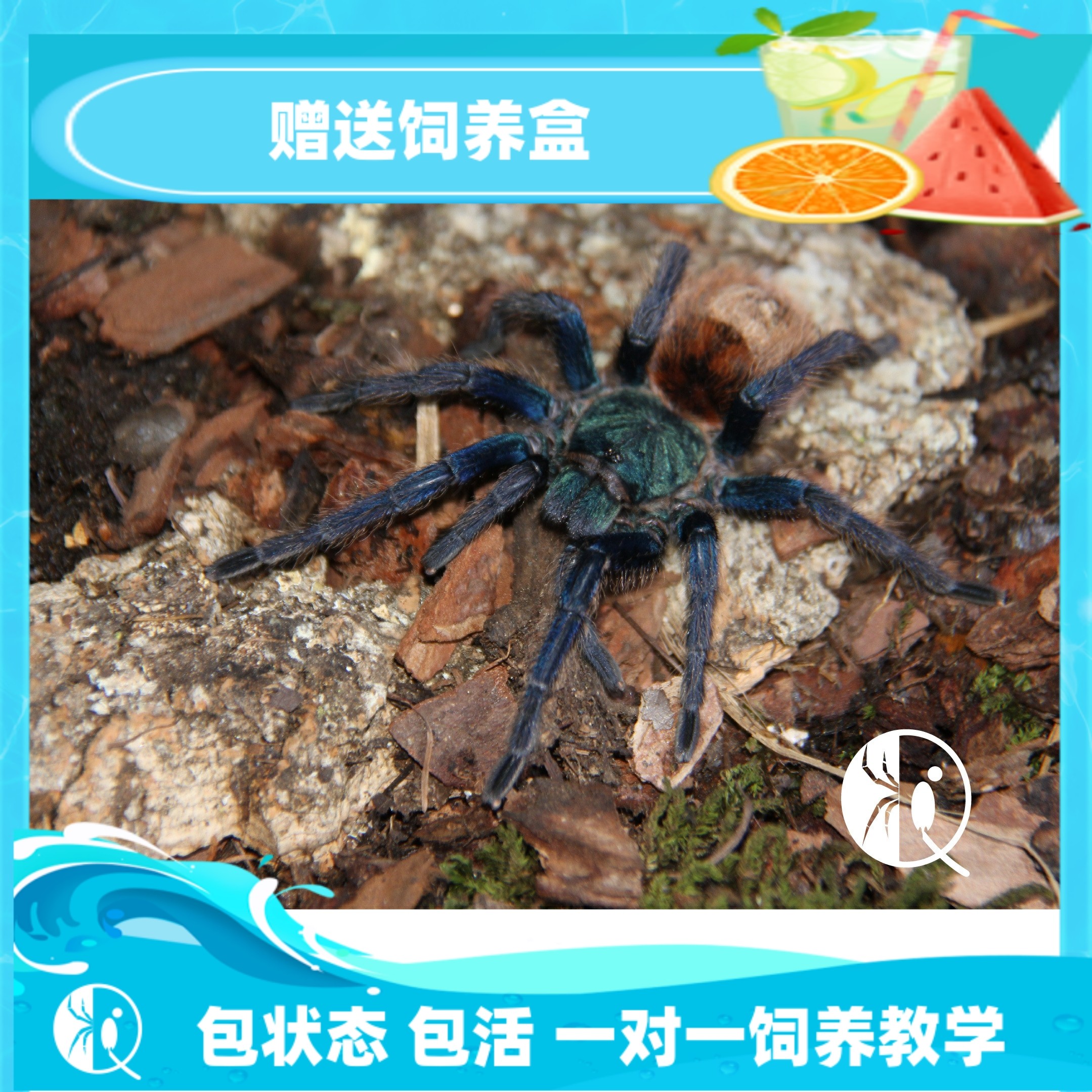 委内瑞拉红绿橙捕鸟蛛爬宠